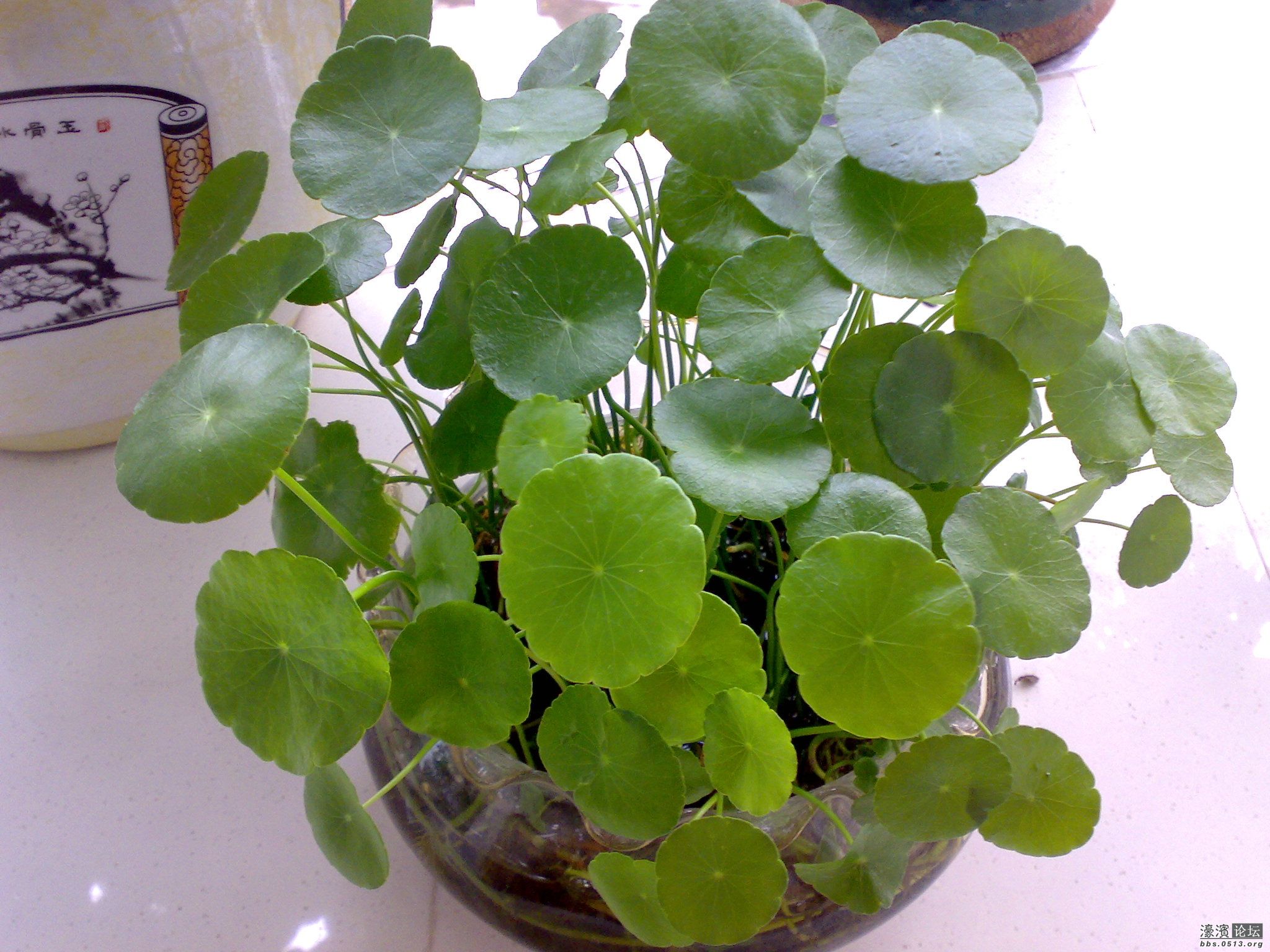水培铜钱草怎么快速爆盆,铜钱草水培怎么养最好