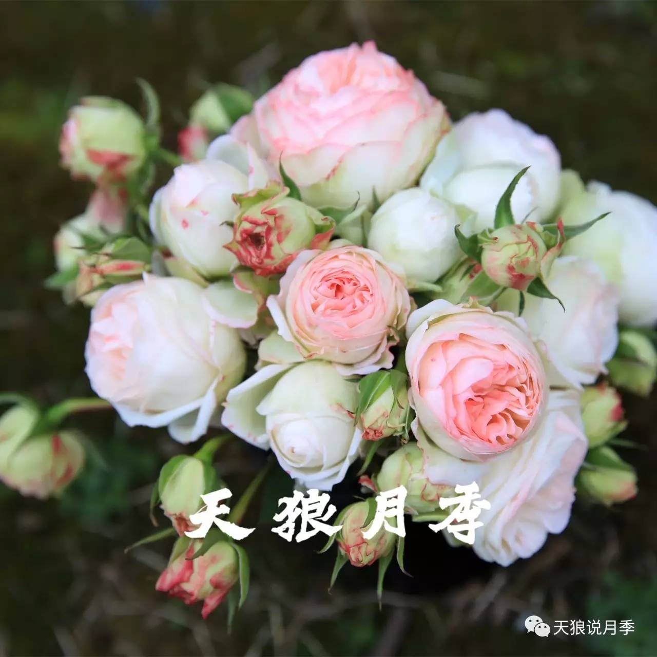 99棵月季,最值得入手的玫瑰月季