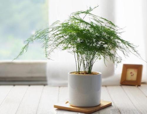 什么样的绿植适合家里养,家里适合养的大绿植有哪些