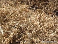 大田种大球盖菇如何冬季出菇,大球盖菇栽培技术分析图