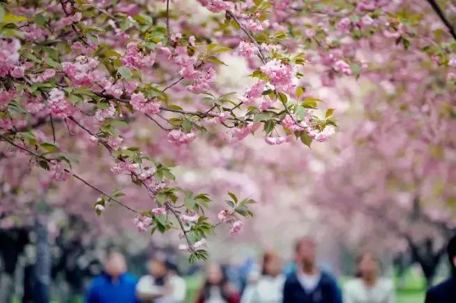 听说…你等樱花很久了！原来樱花还能这么赏，想明白了没？