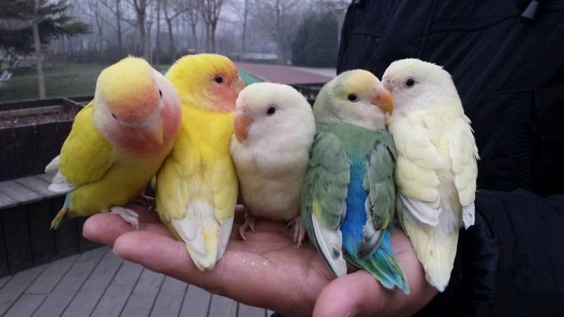 新手入门养鹦鹉最好养哪种,新手养鹦鹉会死吗