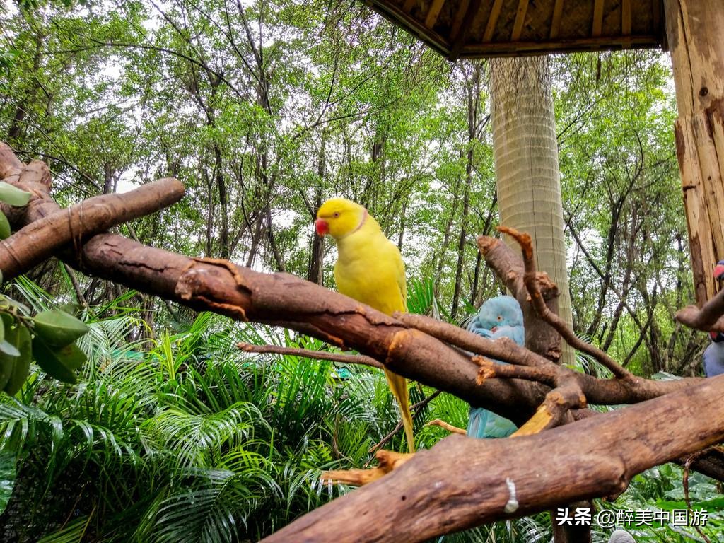 长隆飞鸟乐园鸟类科普讲坛,广州长隆飞鸟乐园与动物互动