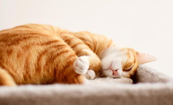 猫咪睡着翻来翻去是什么意思,猫咪有这些表现说明很蠢养得心累