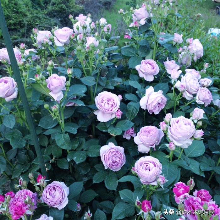 区分爬藤月季和普通月季的方法,微月阳台月季灌木品种有哪些