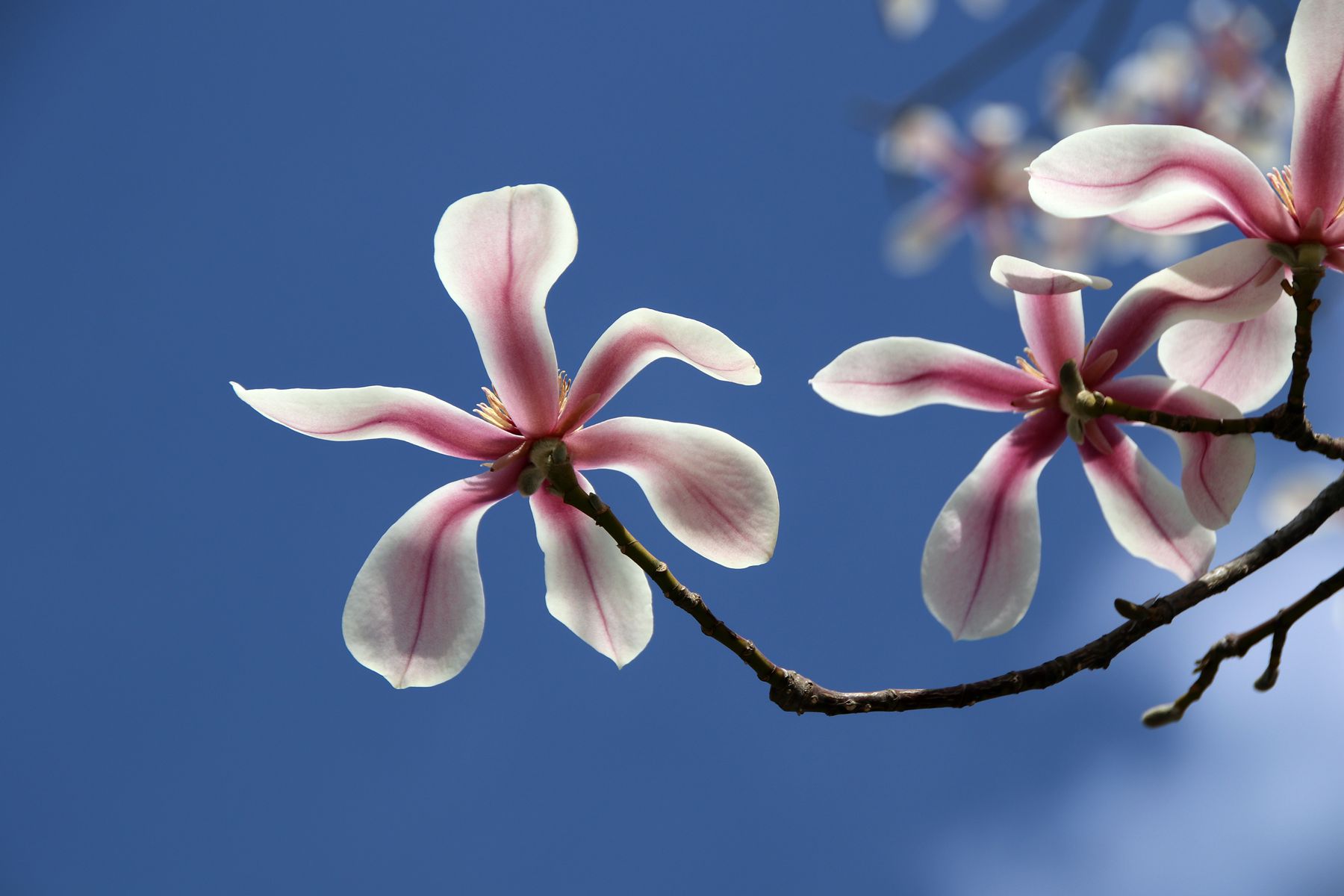 朋友两个字怎么注音,郭德纲解释什么是朋友原话