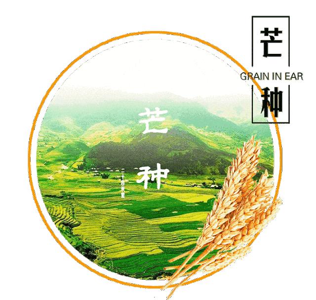 芒种早安励志语录,芒种早安语录