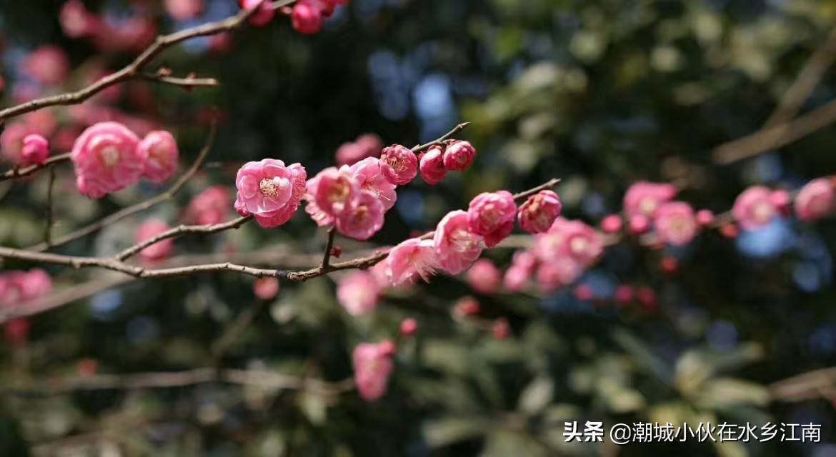 海宁梅园风景图片,海宁梅园