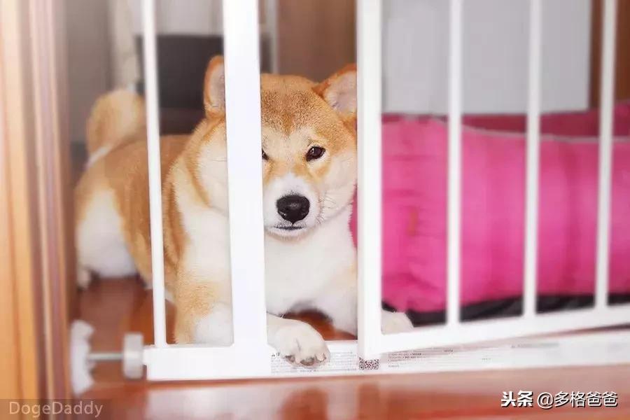 你知道狗狗是什么性格吗,你知道狗狗一些行为有什么含义吗