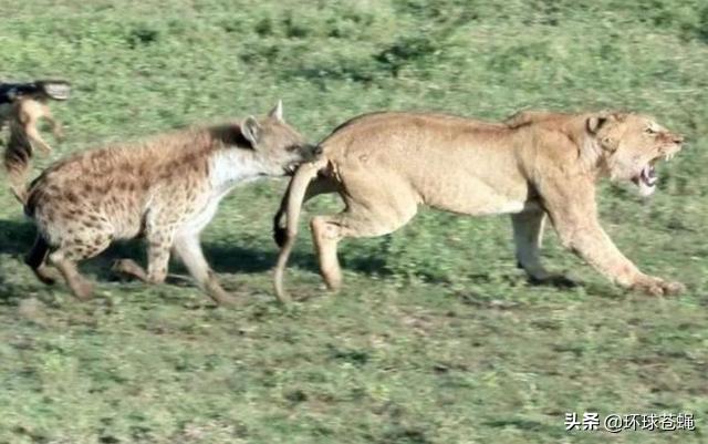 面对卑鄙无耻的掏肛专家，肌肉发达的精壮猎物，为何不逃跑？