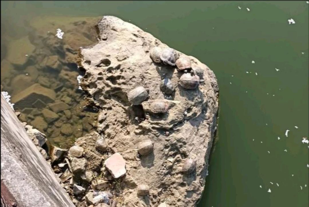 龟灾？广东整条河道里全是乌龟，拥挤在岸边岸边晒太阳