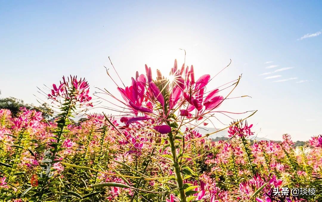 春风十里不如你，这些花海在国庆节期间盛放，不要错过了