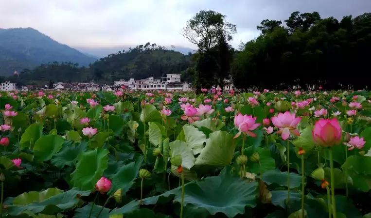 三翁花园景区,三翁花园免门票吗