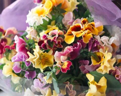 十二星座该送什么花,给十二星座送什么花最适合