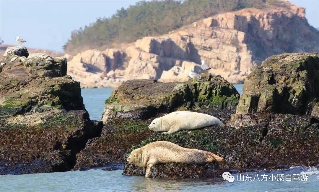 潍坊自驾游攻略美食,潍坊海边一日游自驾游