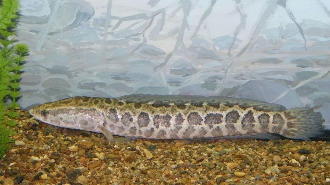 跟黑鱼一样淡水鱼品种大全,淡水鱼乌鳢鱼图片