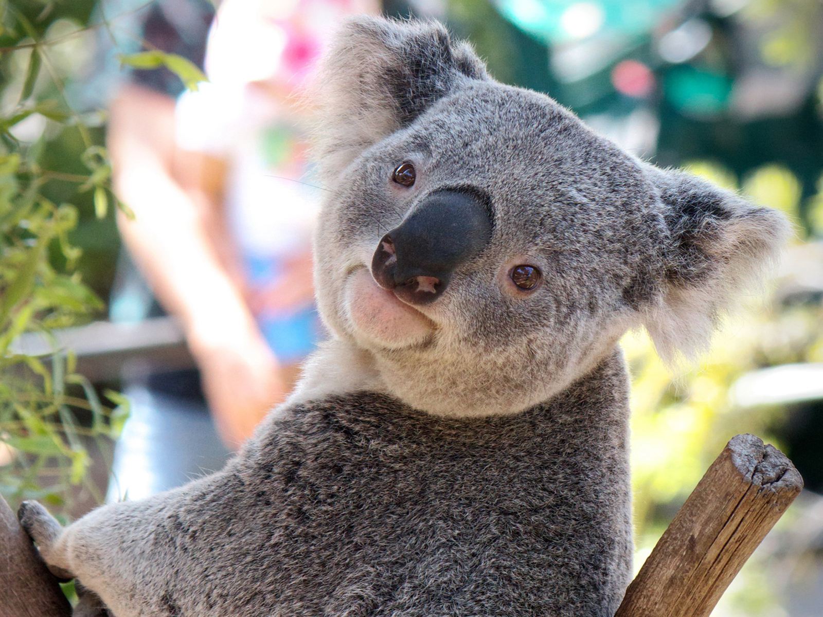 考拉灭绝袋鼠泛滥,关于考拉面临灭绝原因的问题