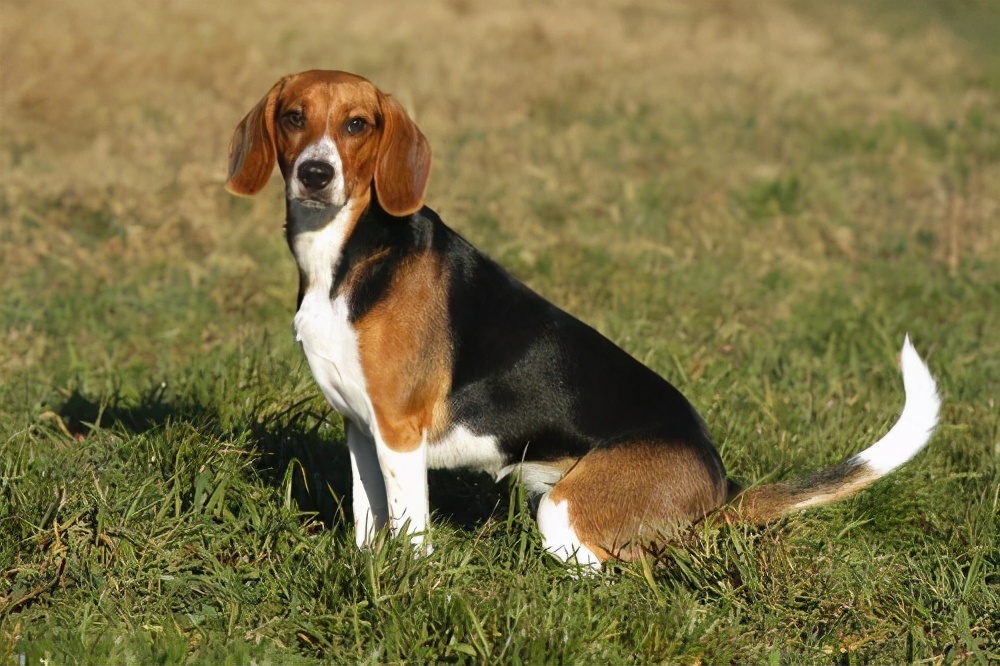 狗狗不吃狗粮可以用什么代替,狗狗吃狗粮不积极了怎么回事