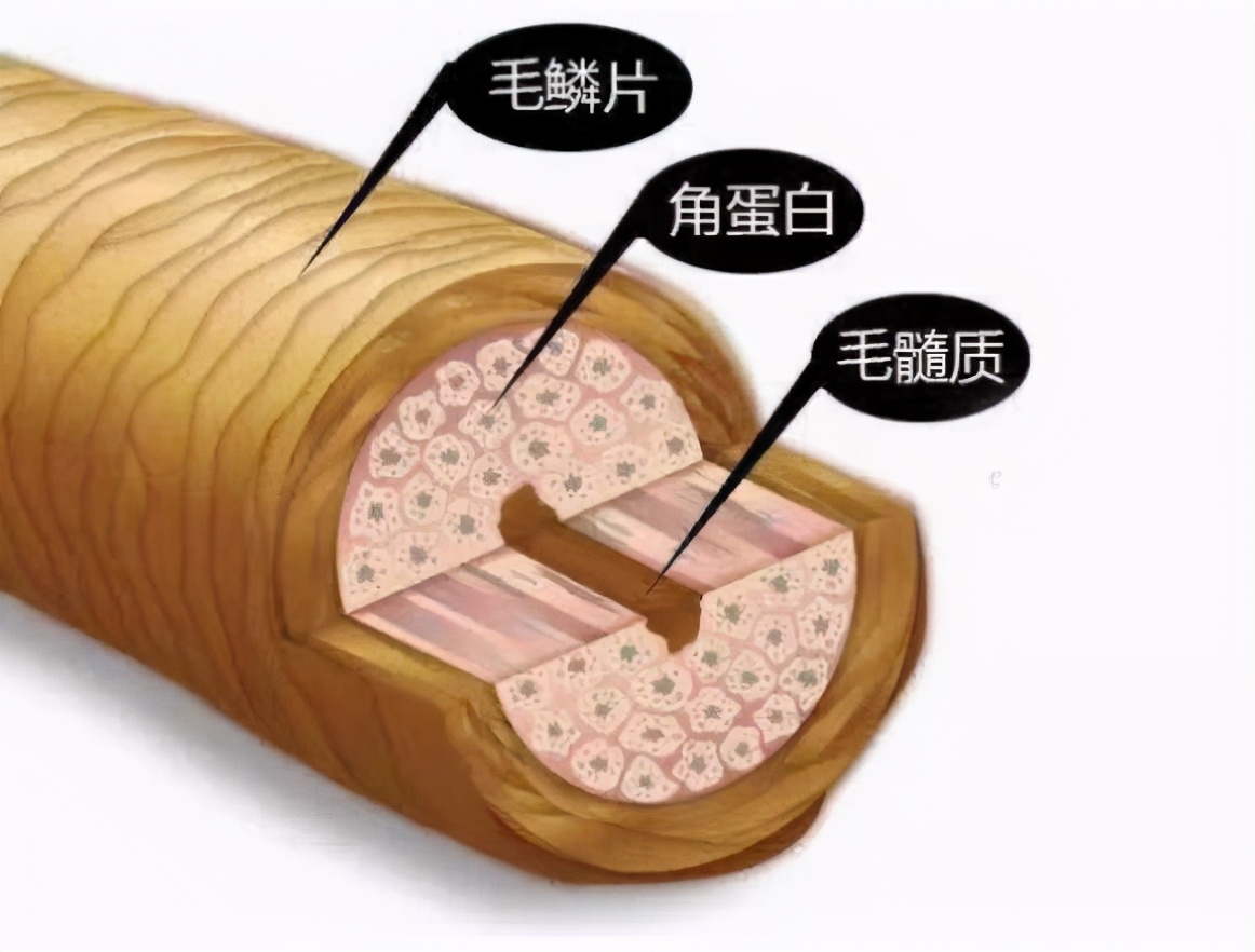 头发干枯毛躁分叉用什么吹风机,想要头发柔顺选对吹风机也重要