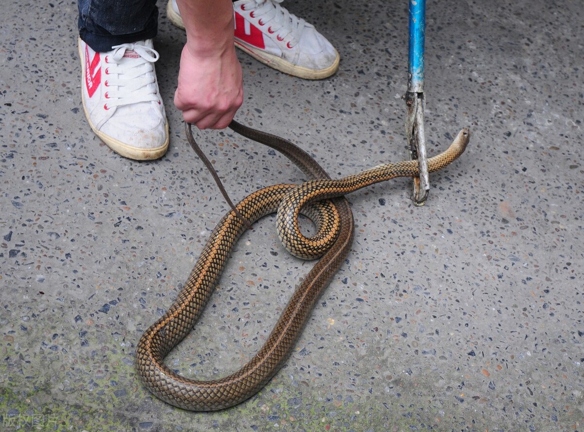 福建女子被蛇咬后续,福建女子被狗咬伤视频