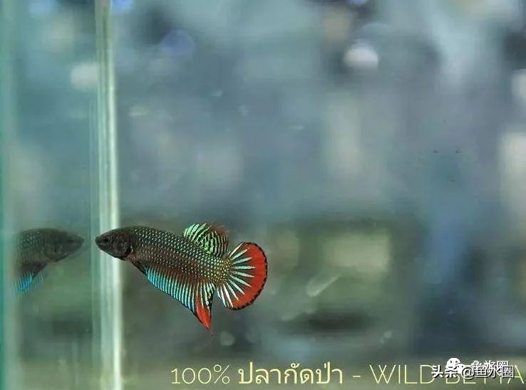 泰国斗鱼和中国斗鱼的杂交品种,中国斗鱼与泰国斗鱼哪个更厉害