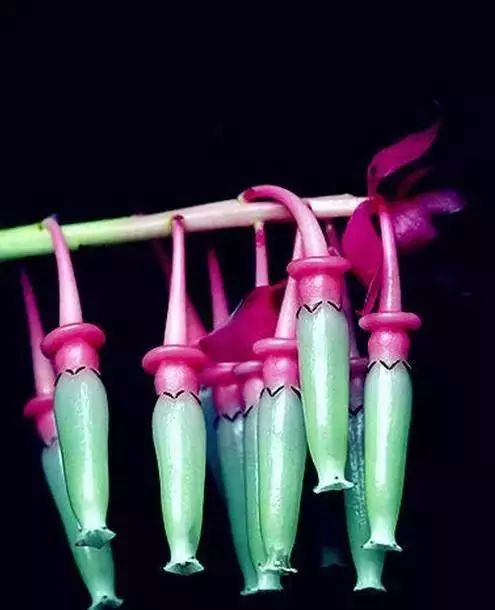 世界顶级奇花异卉,100种奇花异草图