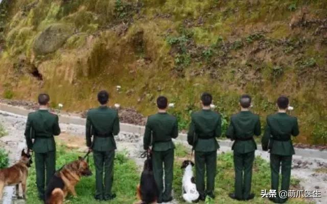 长得最像狼的狗,最帅狗