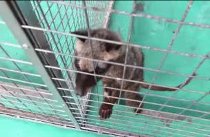 猫屎咖啡到底有多昂贵,猫屎咖啡开成天价