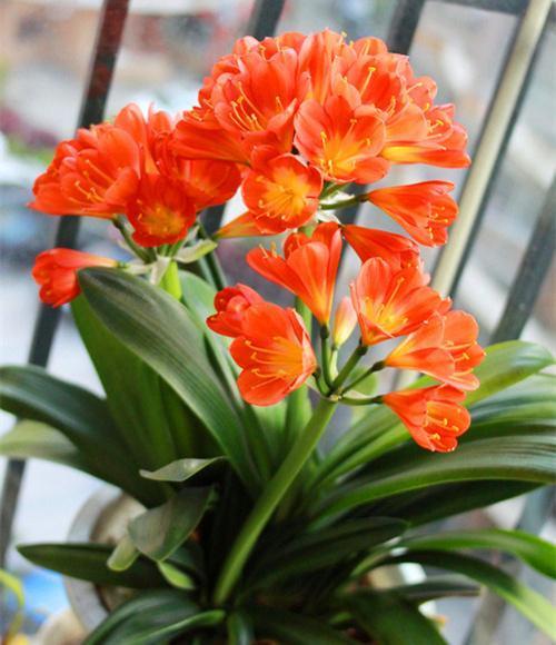养君子兰记住5个小口诀,君子兰有六项注意事项