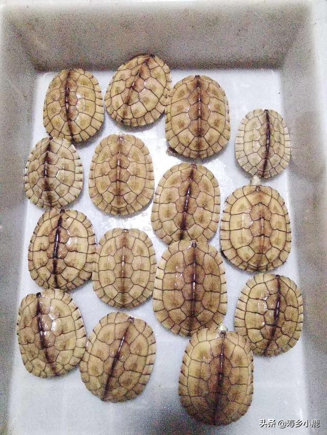 如何鉴别自己养的“南石”是不是纯种的南石？