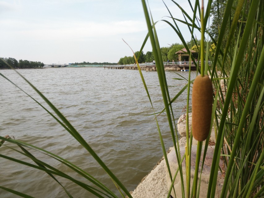 民工朗诵出师表,抗疫诗歌岳阳楼记