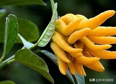 奇特的十种水果,100种奇特的水果图片