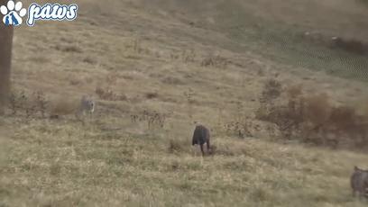 真正的狼灭：美国农场主一夜*击狙**45只郊狼，全套黑科技开挂了