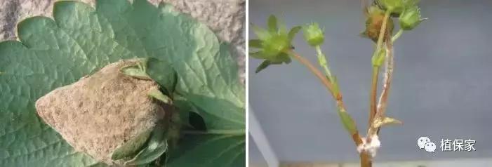 南京地区草莓病虫害防治的现状,温室草莓病虫害种类及防治措施