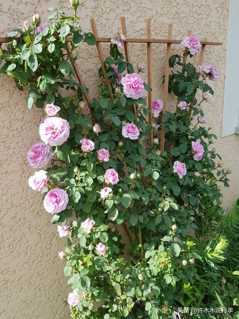 藤本月季怎么在阳台做花墙,藤本月季和蔷薇哪个更适合花墙