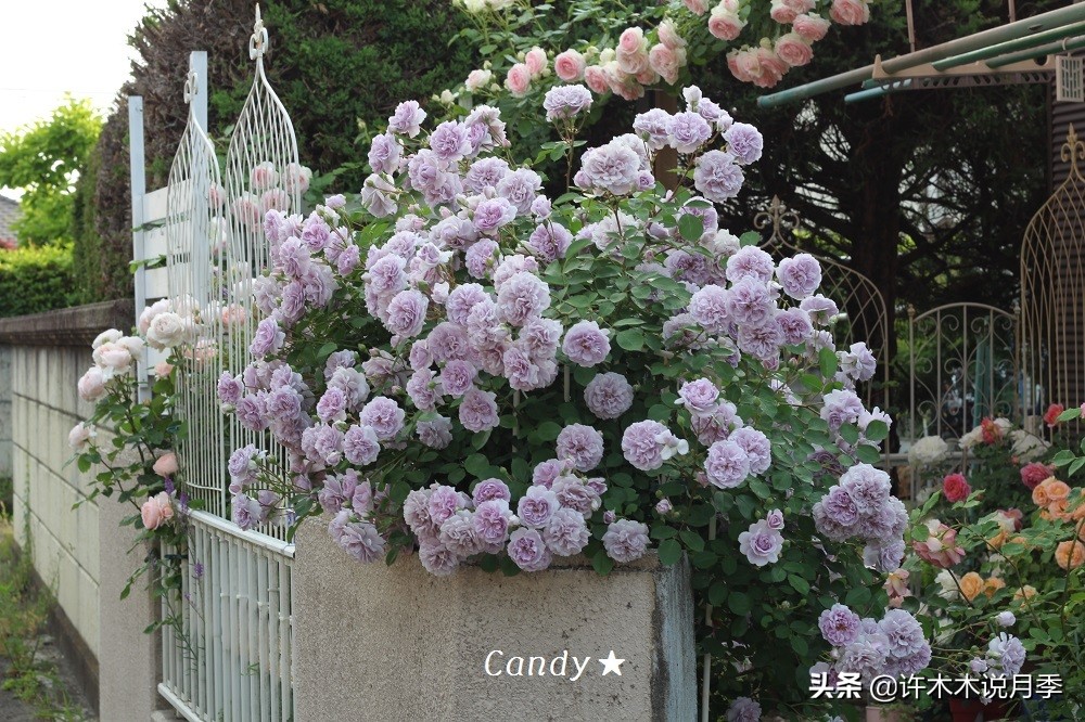 区分爬藤月季和普通月季的方法,微月阳台月季灌木品种有哪些