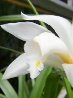 中国十大名花你认识几种呢,中国十大名花你喜欢哪种呢