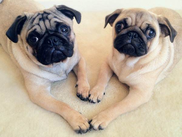 狗界最忠诚的6种狗养过的人都懂,公认最不起眼的6种狗你会养吗