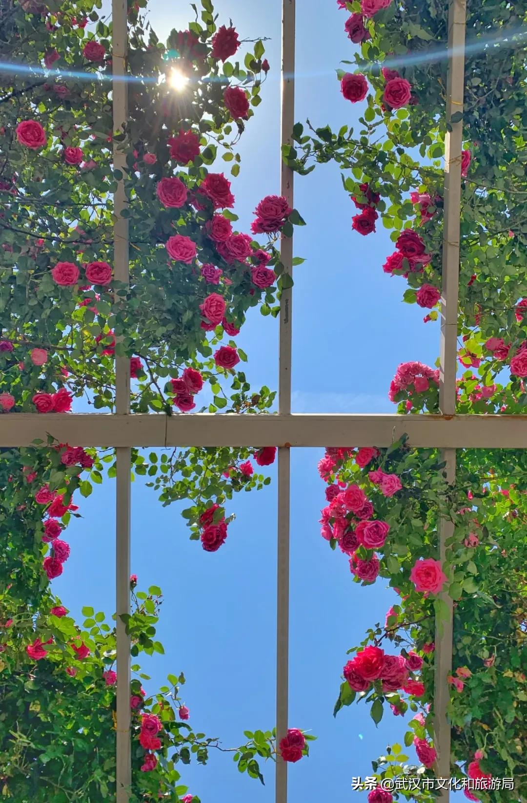 2019年4月武汉赏花攻略,武汉秋季赏花推荐最新