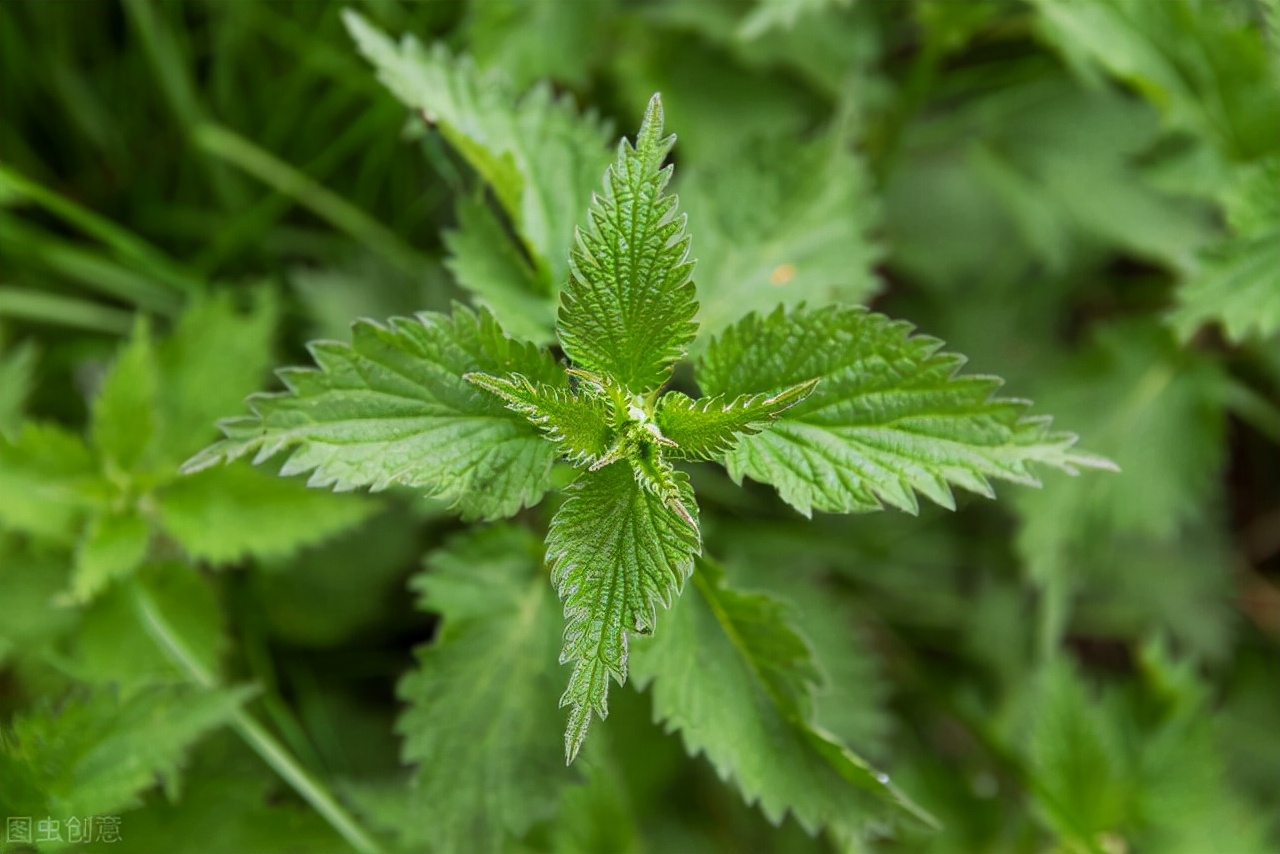 荨麻叶和花椒煮水喝能治湿疹吗,荨麻草药能治风湿吗