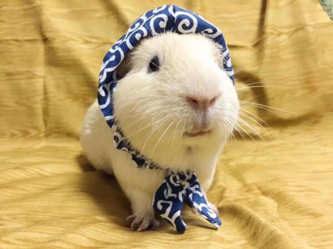 吃豚鼠、擦豚鼠、拿豚鼠通灵、把豚鼠当货币。豚鼠：我太难了