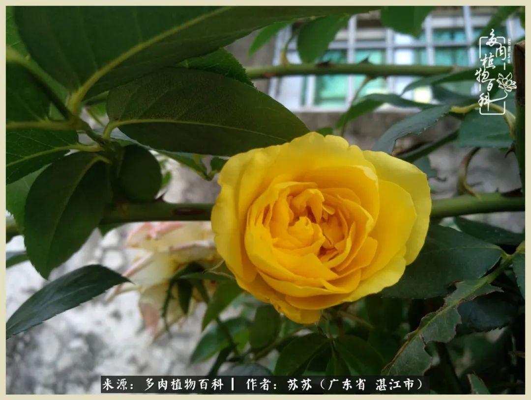 不要辜负与多肉的美好时光,多肉可以给人岁月静好的感觉