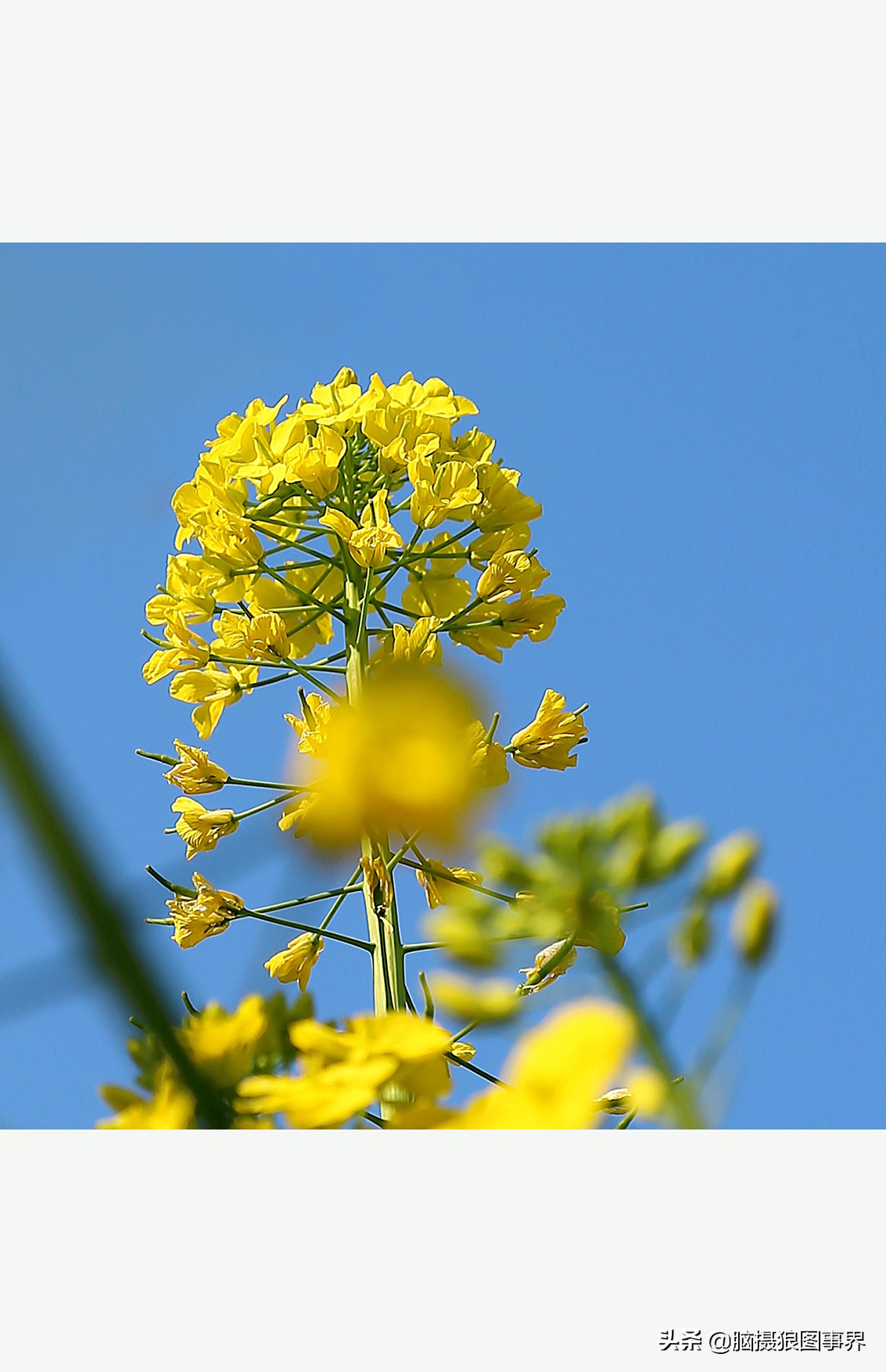 蔚蓝色的天空素材视频,黑色和透明的花摄影效果