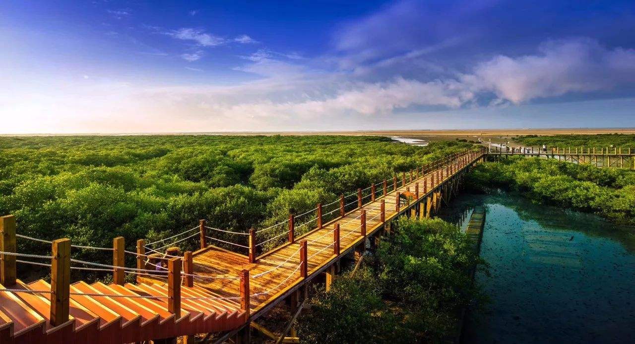 风风雨雨几十年，不停奋进和努力加上幸运，北海长成了参天大树