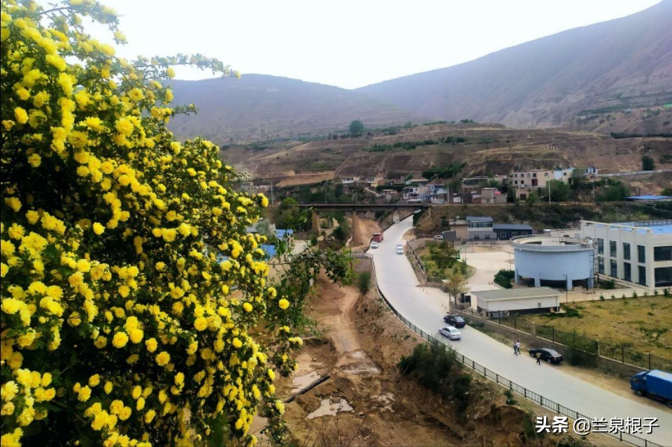 最美黄玫瑰,歌曲黄玫瑰你最美