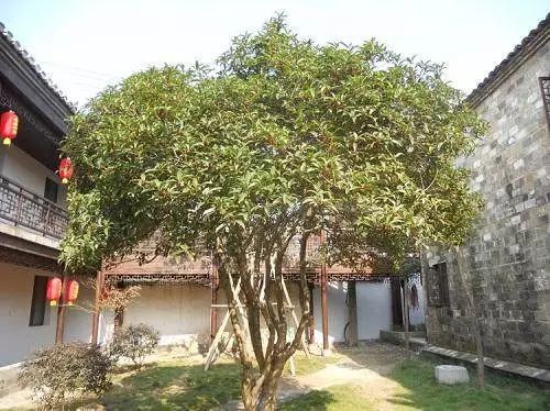 庭院栽树的讲究和忌讳,庭院种哪些树对庭院风水有利