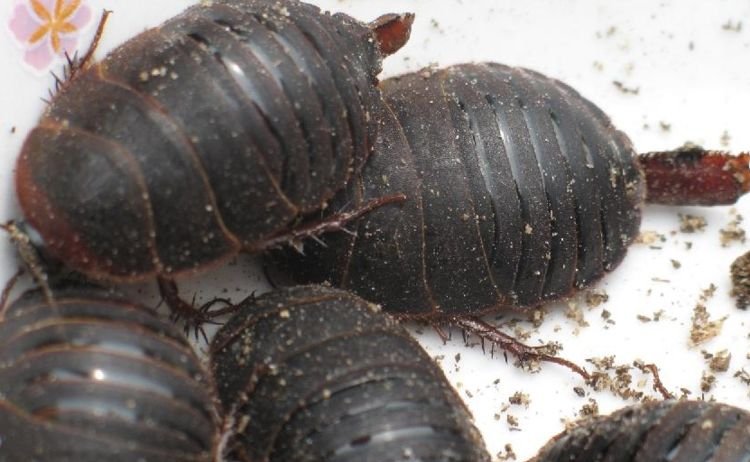 养殖土鳖虫回收,养殖土鳖虫成本多少