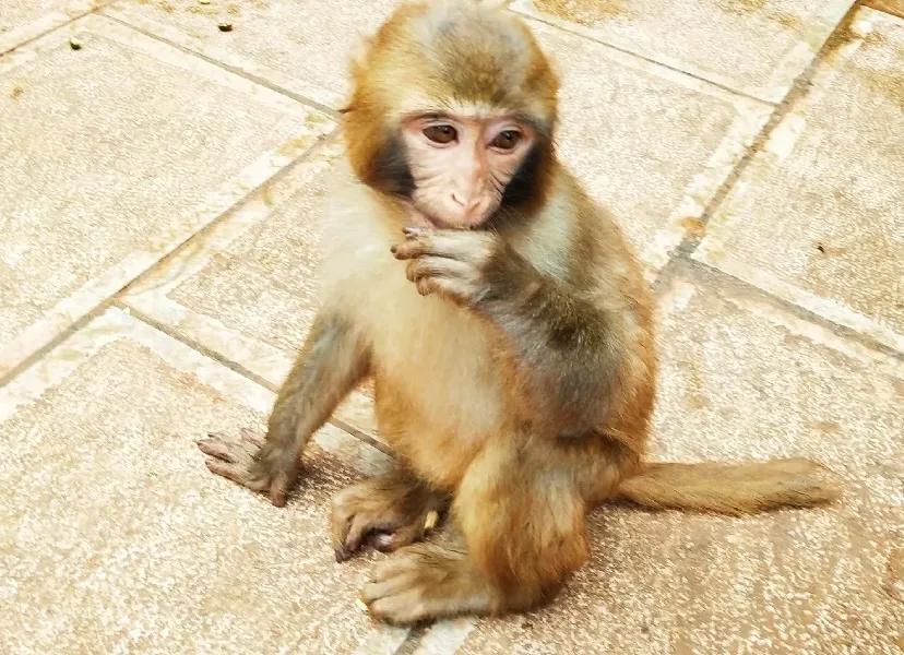 无法离昆，就地过年！昆明亲子游推荐路线重磅来袭！花样过牛年