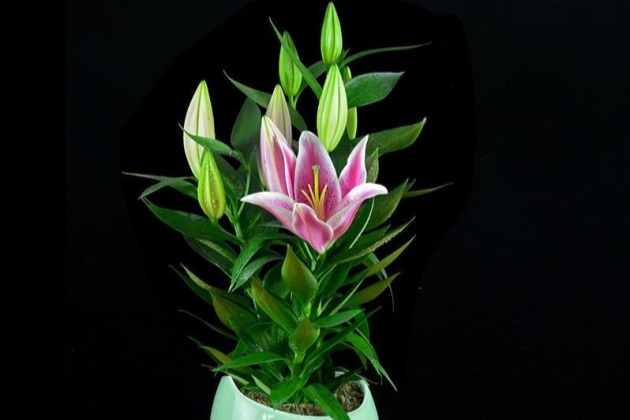 百合花的盆栽方法和注意事项,盆栽百合花怎么养才多开花图片