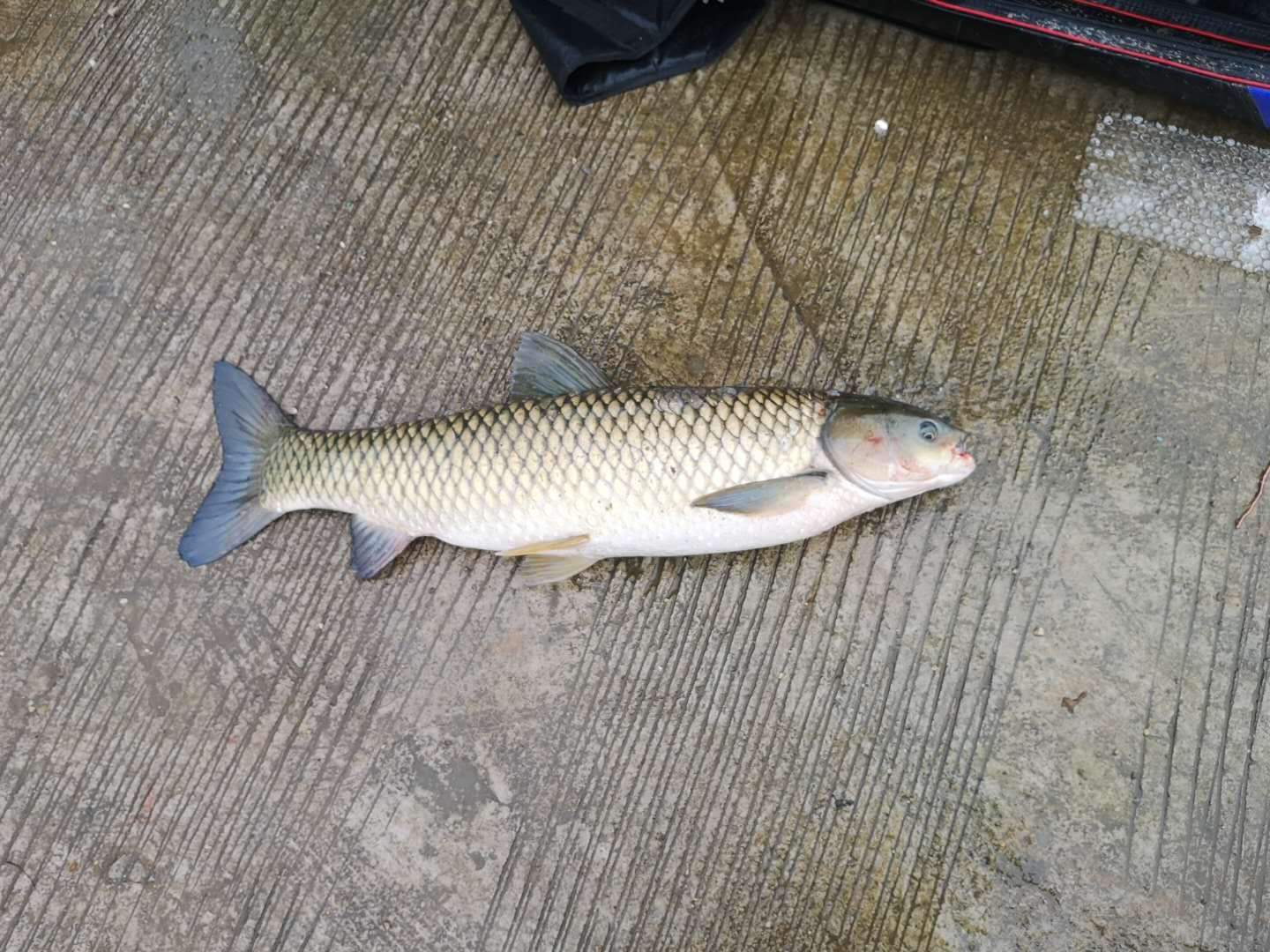 钓鱼用粗线大钩的缺点,大钩粗子线钓鱼效果好吗